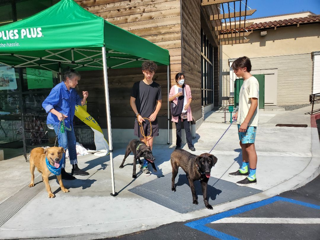 Miles black lab love!!!, a Adoptable mixed breed in Manhattan Beach, CA image 2/6
