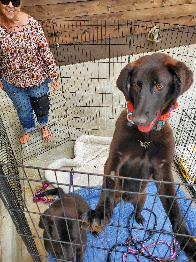 Miles black lab love!!!, a Adoptable mixed breed in Manhattan Beach, CA image 3/6