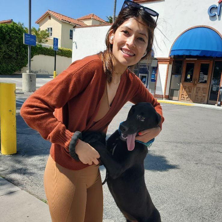 Miles black lab love!!!, a Adoptable mixed breed in Manhattan Beach, CA image 4/6