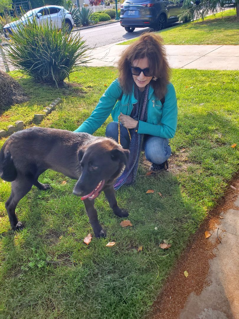 Miles black lab love!!!, a Adoptable mixed breed in Manhattan Beach, CA image 6/6