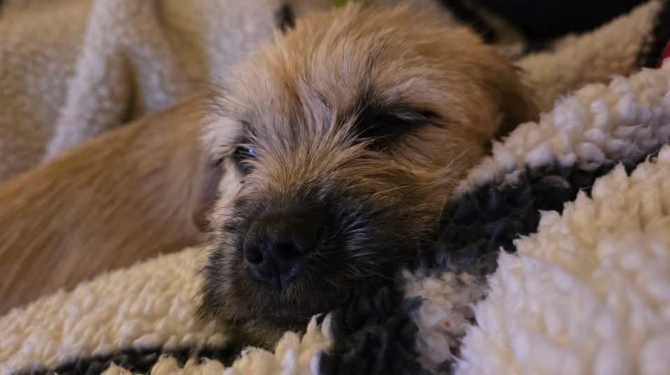 Enlarge Gretel, a Adoptable mixed breed in Knoxville, TN image 1/4