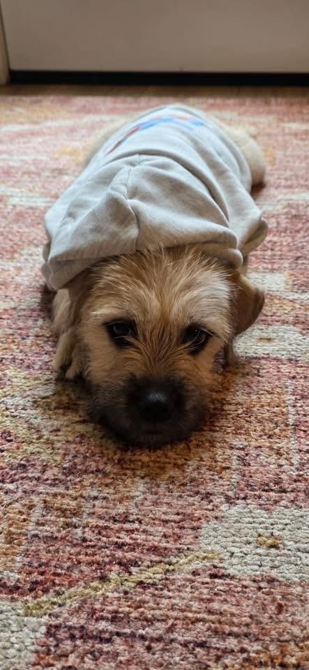 Enlarge Gretel, a Adoptable mixed breed in Knoxville, TN image 2/4