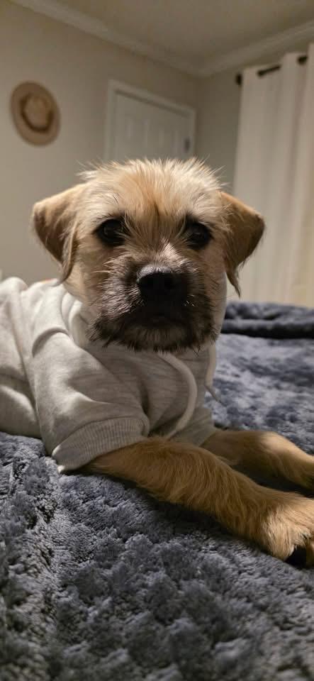 Enlarge Gretel, a Adoptable mixed breed in Knoxville, TN image 4/4