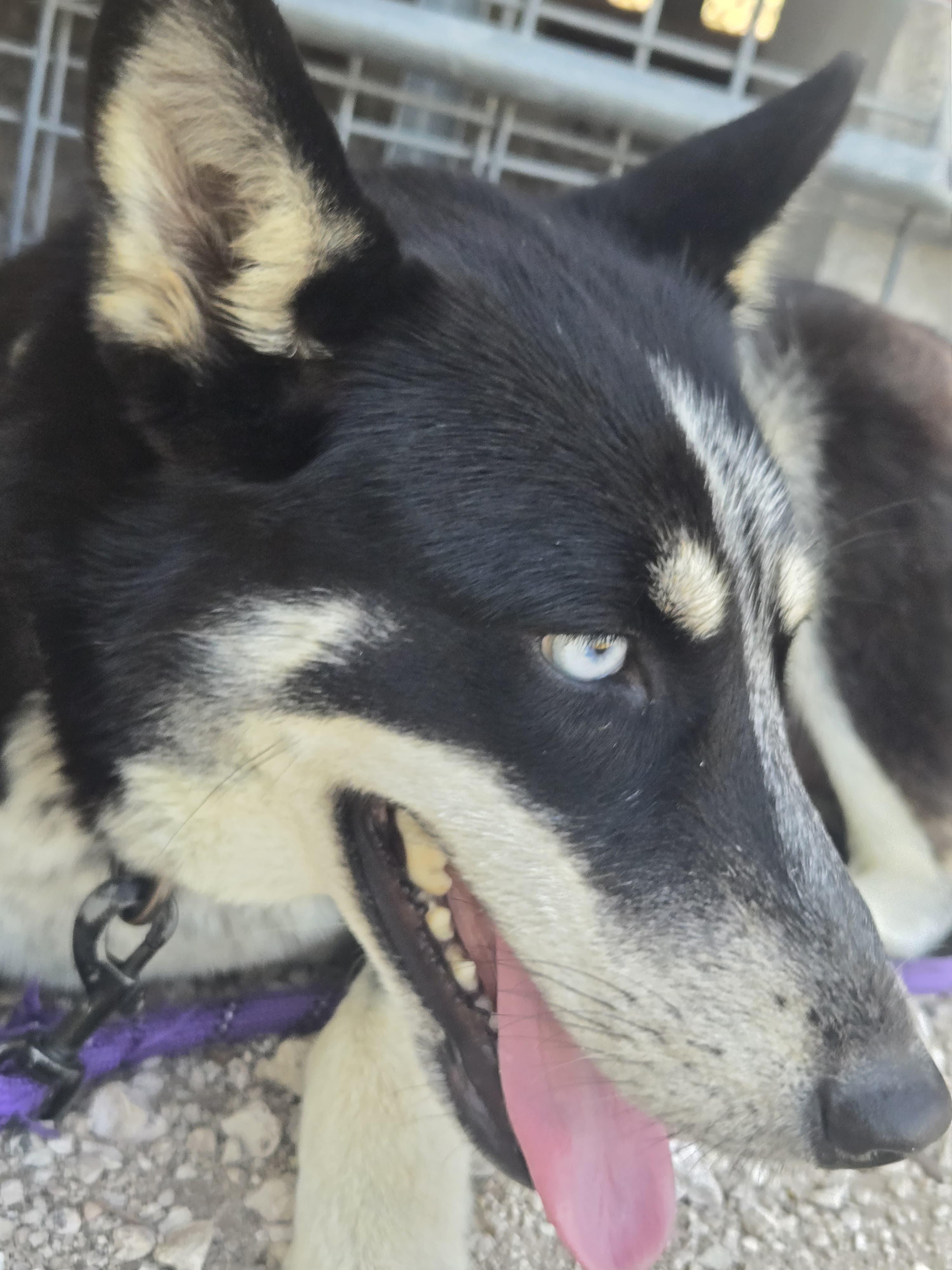 Enlarge NYX, a Adoptable Husky in Rochesrer, NY image 3/6