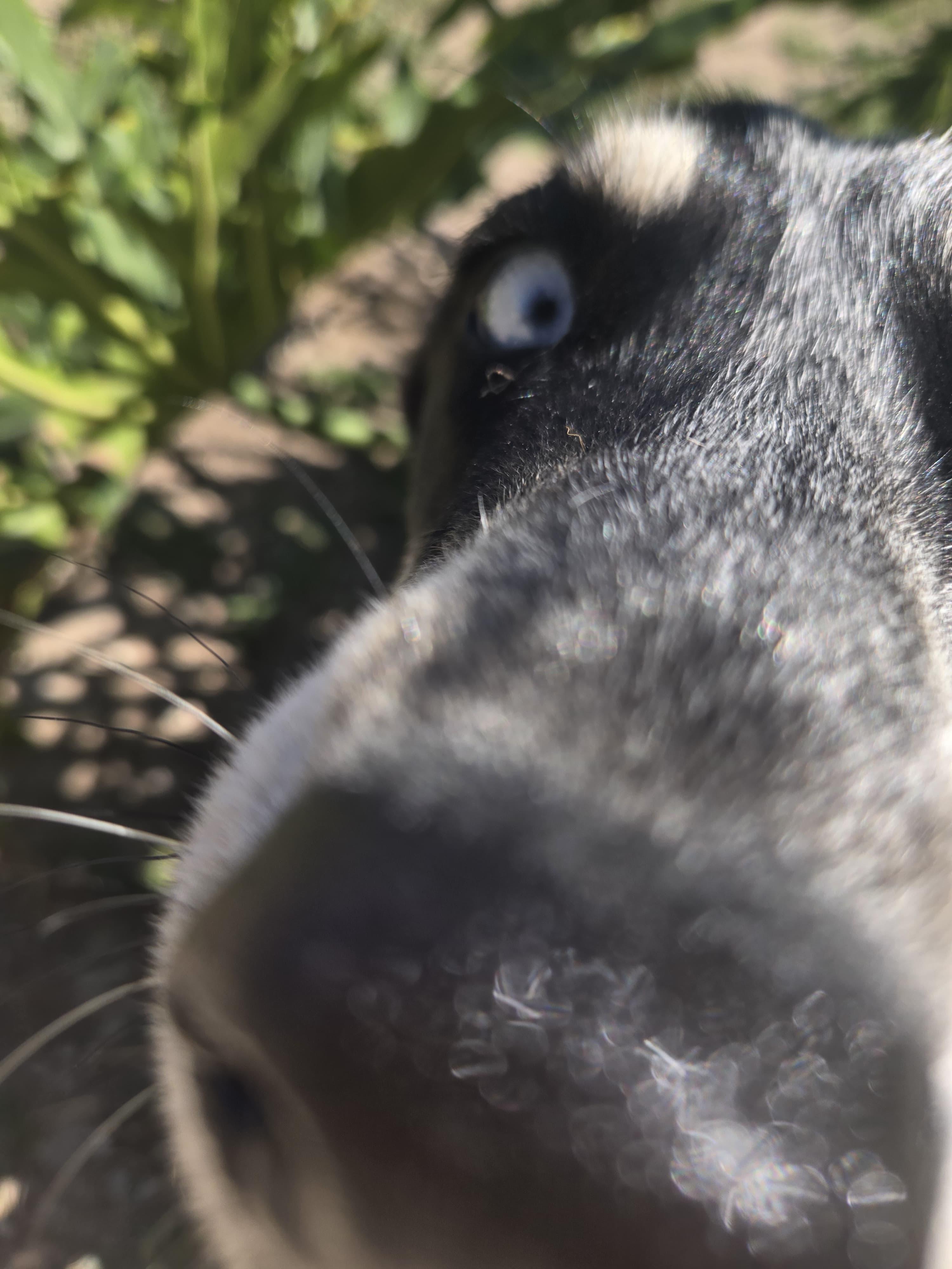 Enlarge NYX, a Adoptable Husky in Rochesrer, NY image 6/6