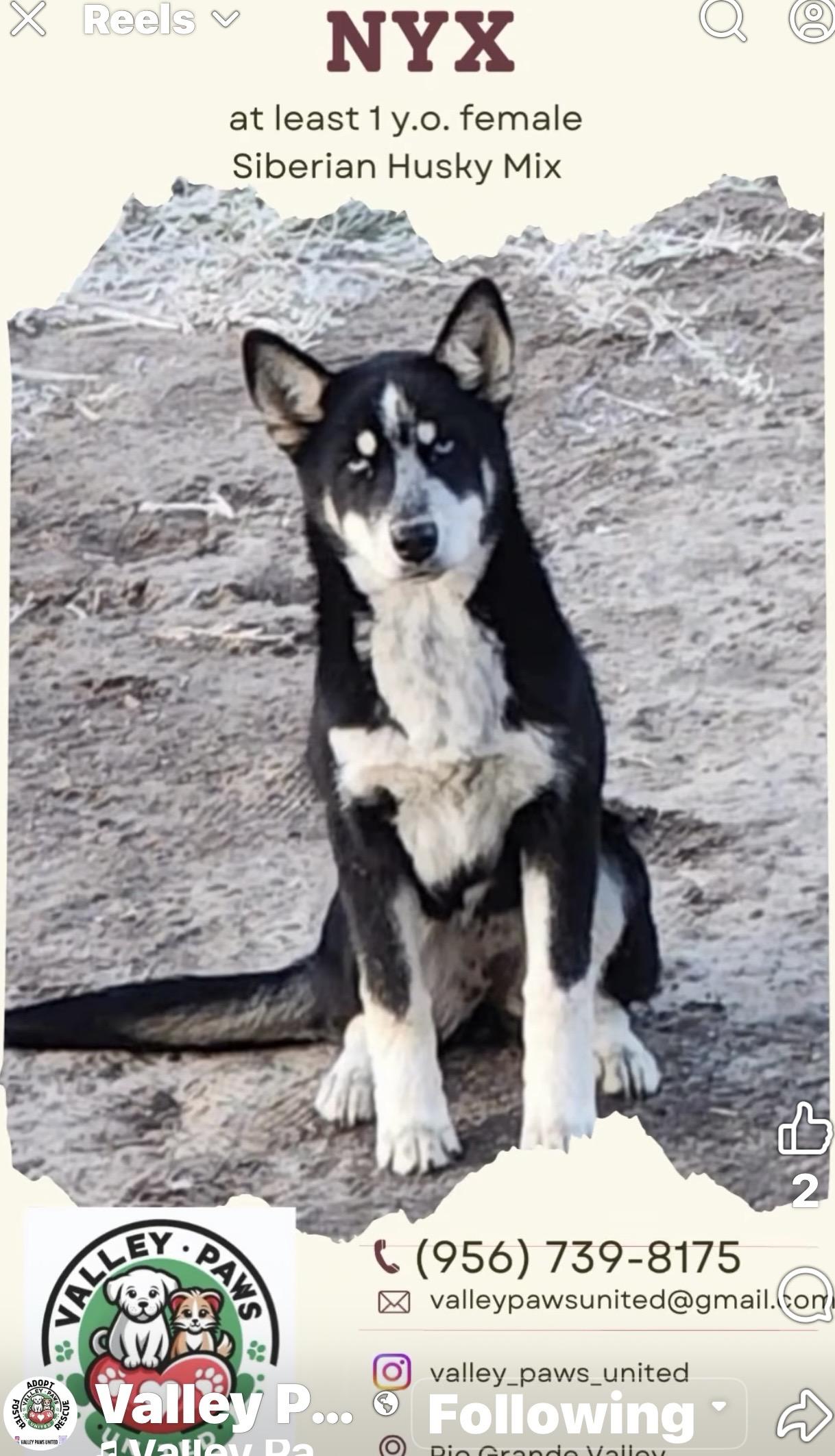 Enlarge NYX, a Adoptable Husky in Rochesrer, NY image 1/6