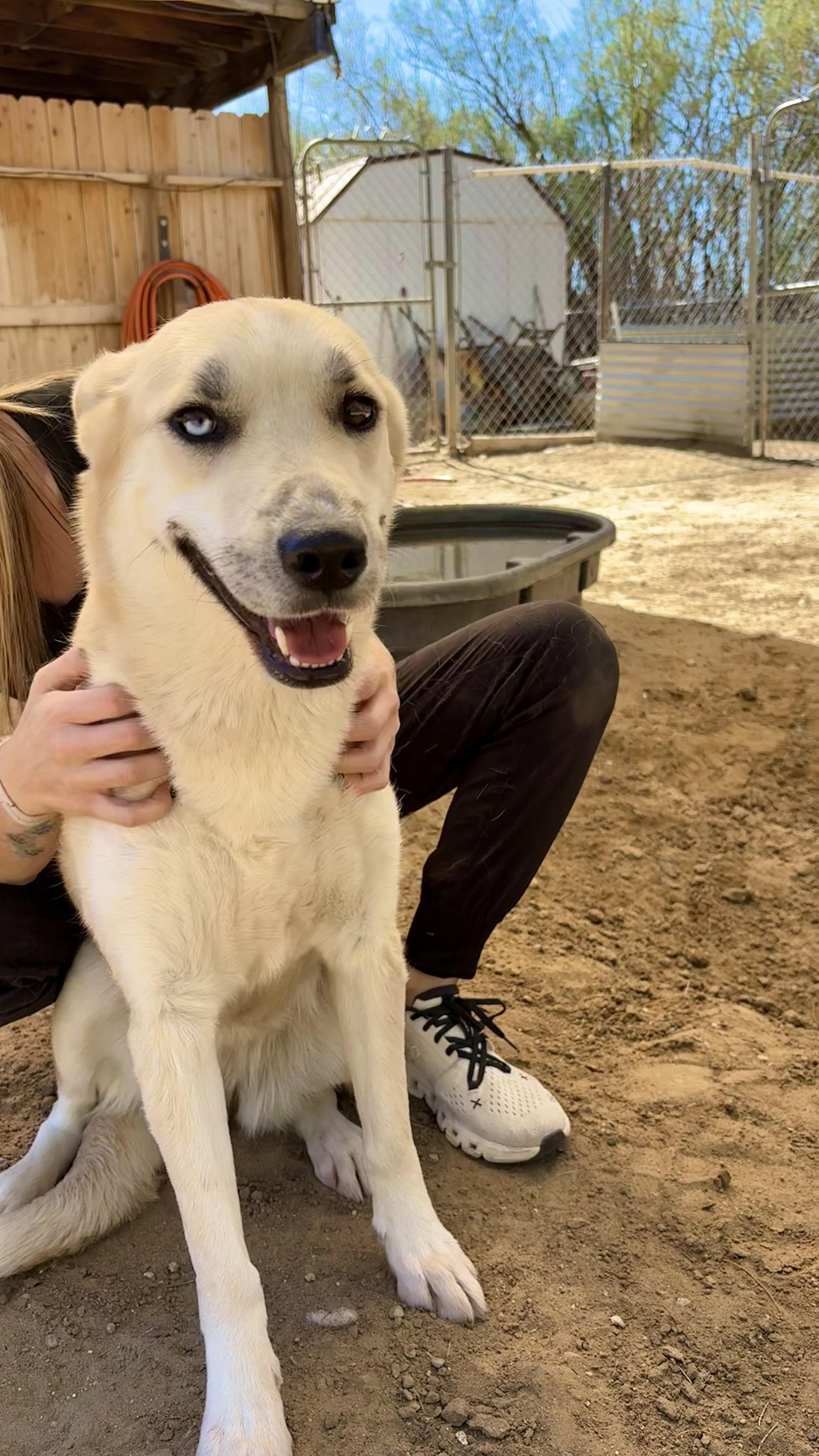 SUGAR, Adoptable, Young Female Yellow Labrador Retriever.