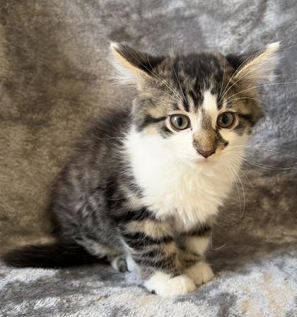Moon, adopted, Young Male Domestic Long Hair.