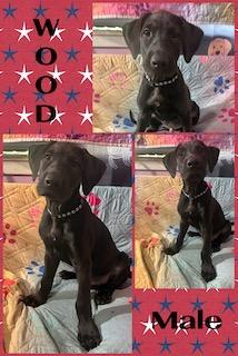 Enlarge Wood - "Duck" Litter, a ADOPTABLE mixed breed in Warrington, PA image 1/5