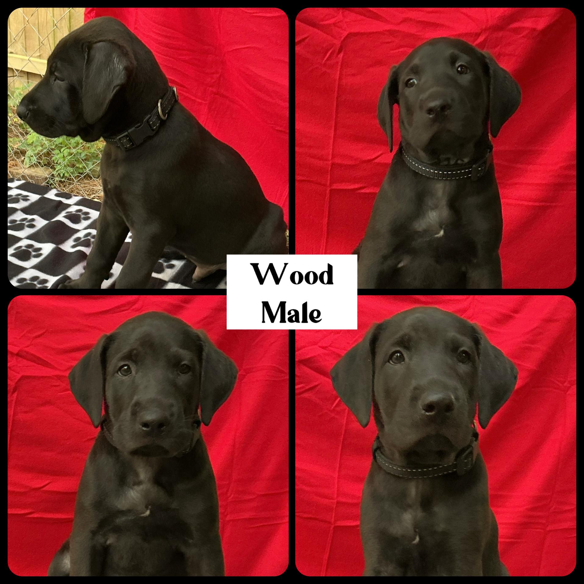 Enlarge Wood - "Duck" Litter, a ADOPTABLE mixed breed in Warrington, PA image 2/5