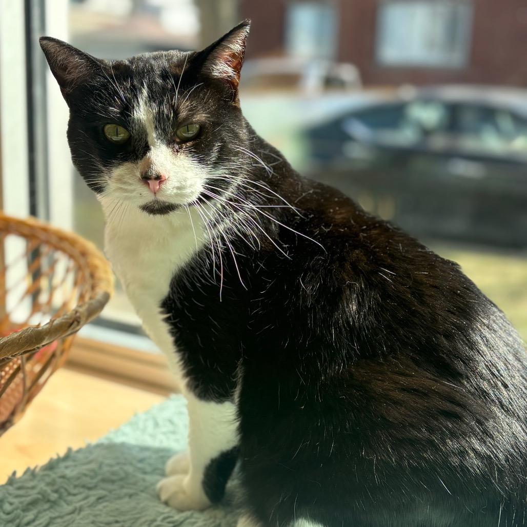 Enlarge Alec Salamander, a Adoptable Domestic Short Hair in Chicago, IL image 1/3