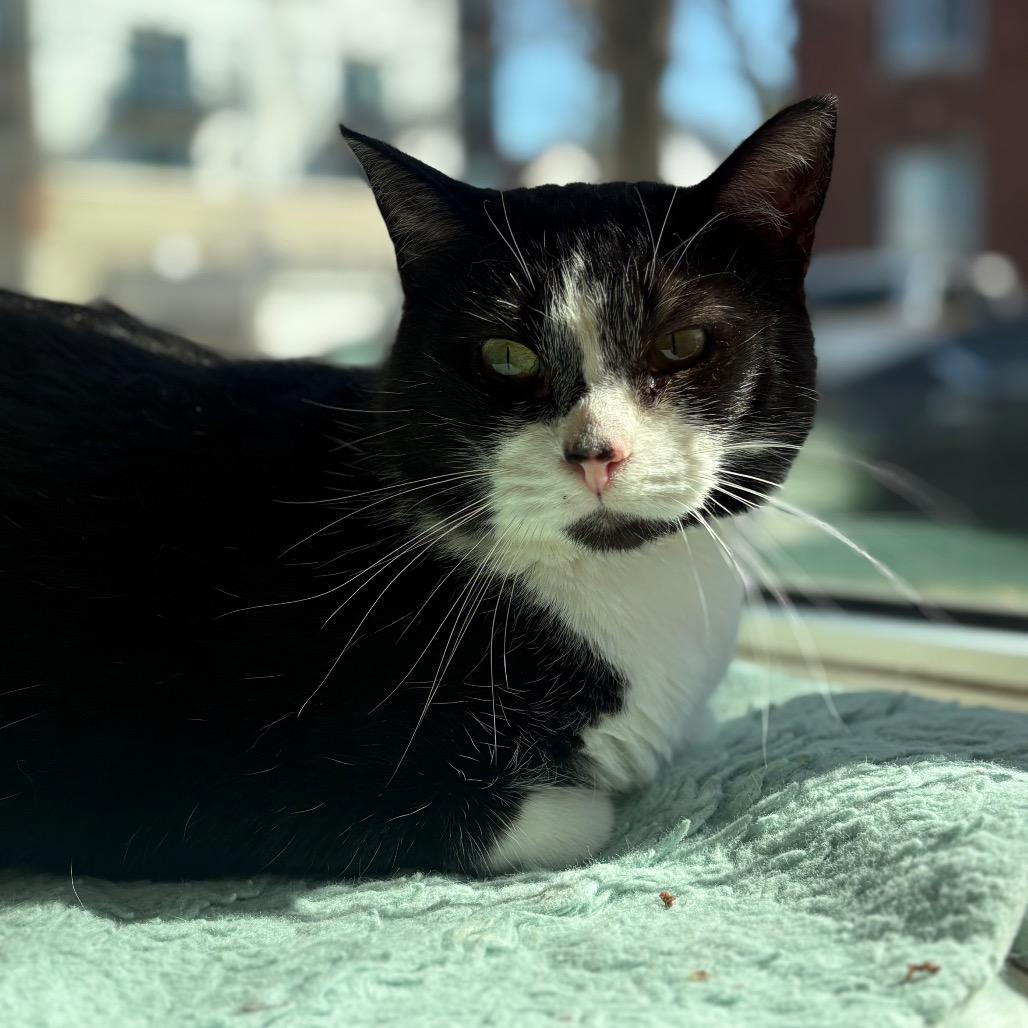 Enlarge Alec Salamander, a Adoptable Domestic Short Hair in Chicago, IL image 2/3