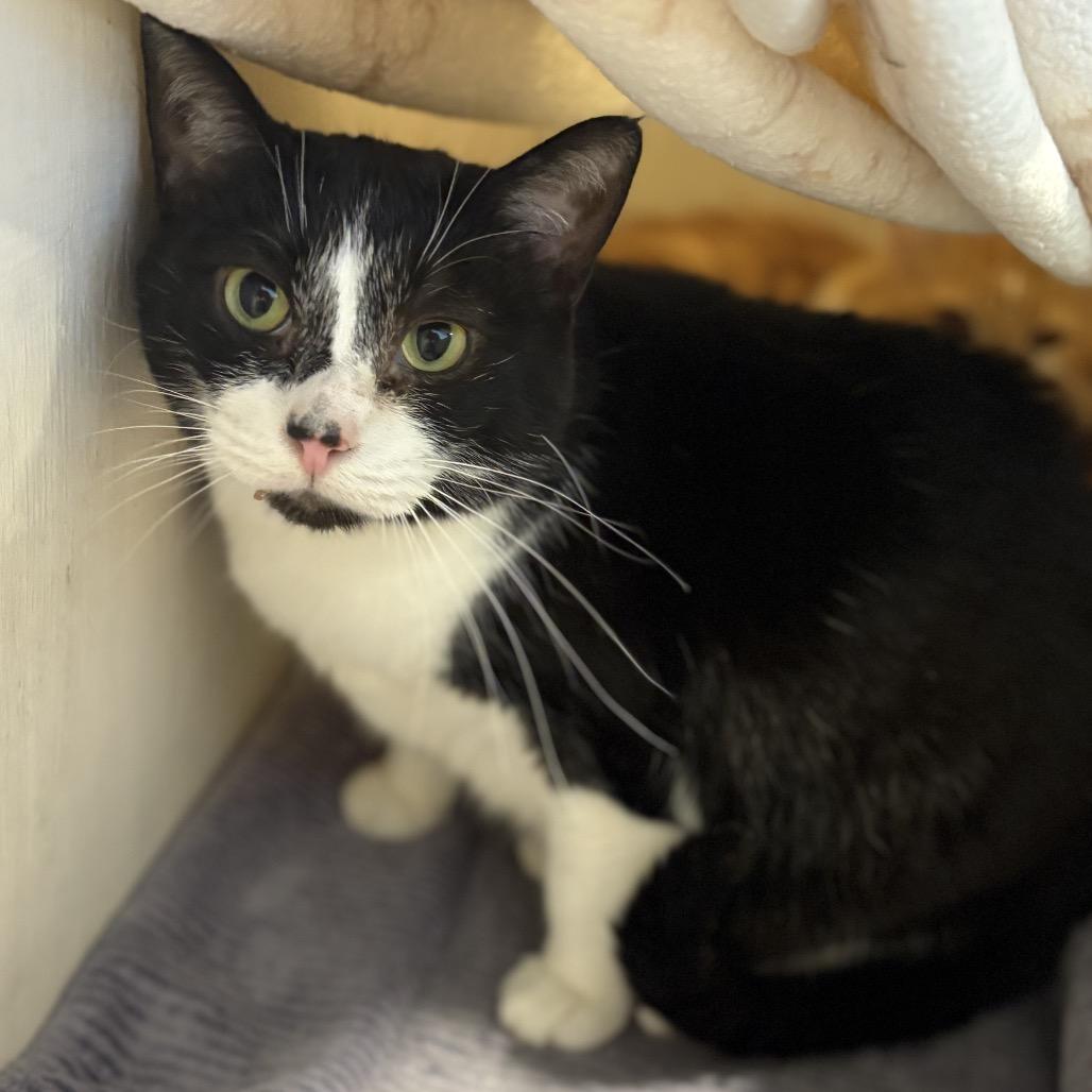 Enlarge Alec Salamander, a Adoptable Domestic Short Hair in Chicago, IL image 3/3