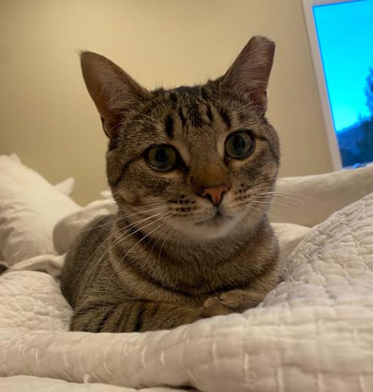 Enlarge Mike, a Adoptable Domestic Short Hair in Newburgh, NY image 2/6