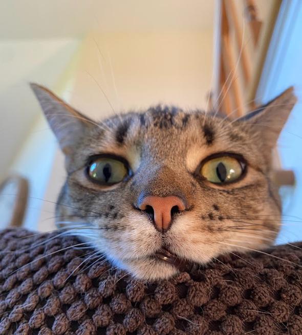 Enlarge Mike, a Adoptable Domestic Short Hair in Newburgh, NY image 4/6