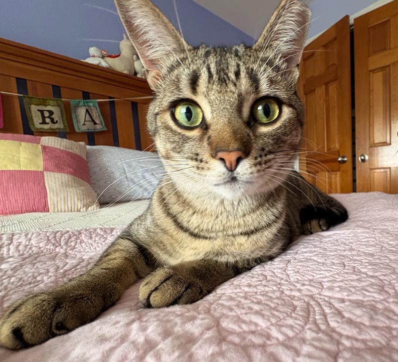 Enlarge Mike, a Adoptable Domestic Short Hair in Newburgh, NY image 5/6