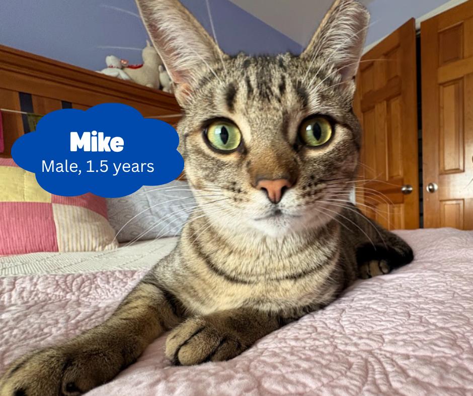Mike, Adoptable, Young Male Domestic Short Hair.