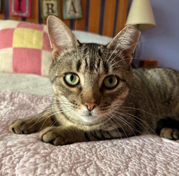 Enlarge Mike, a Adoptable Domestic Short Hair in Newburgh, NY image 6/6