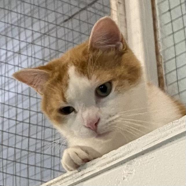 Frisbee, a ADOPTABLE Domestic Short Hair in Stanstead, QC image 5/5
