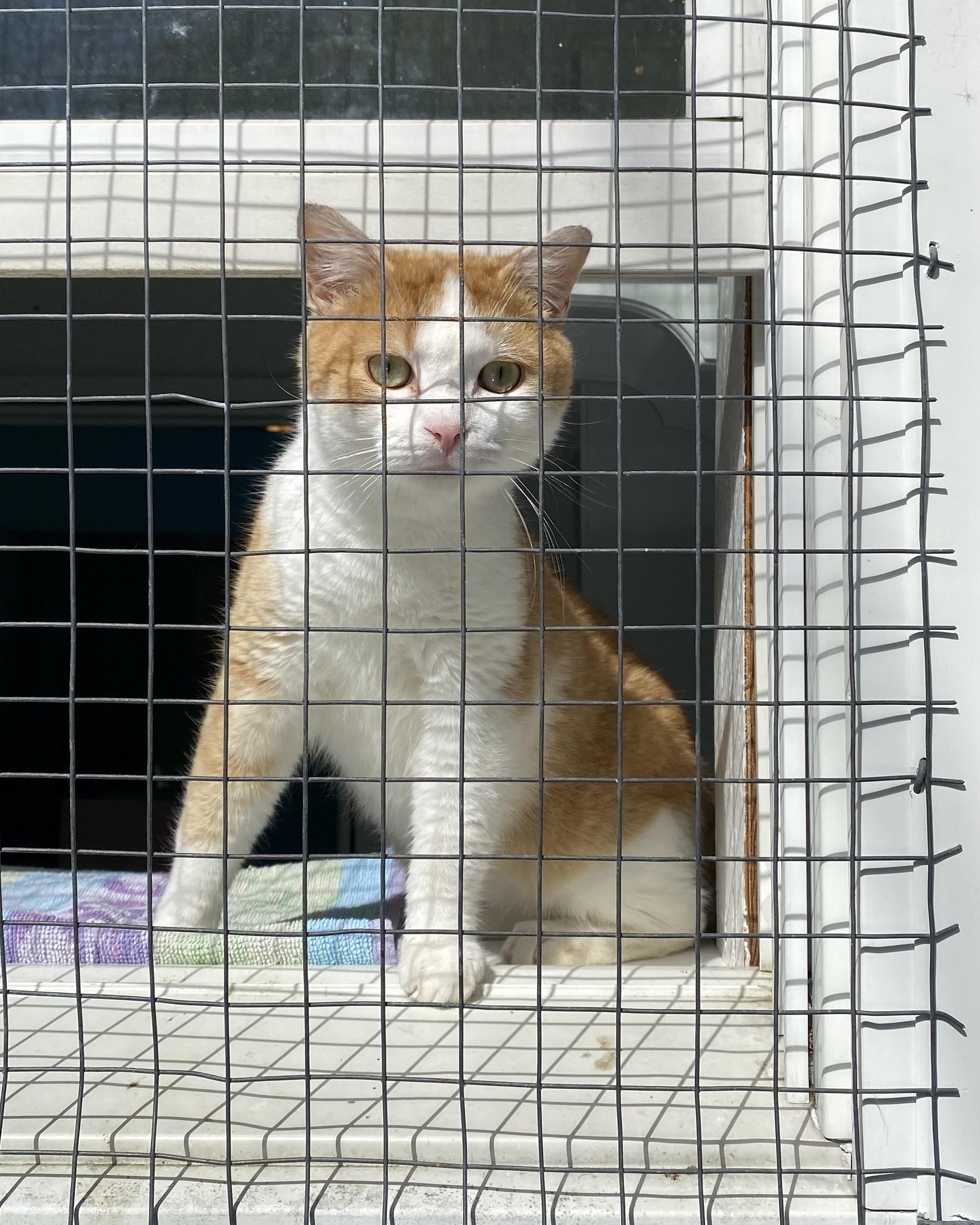 Frisbee, a ADOPTABLE Domestic Short Hair in Stanstead, QC image 4/5