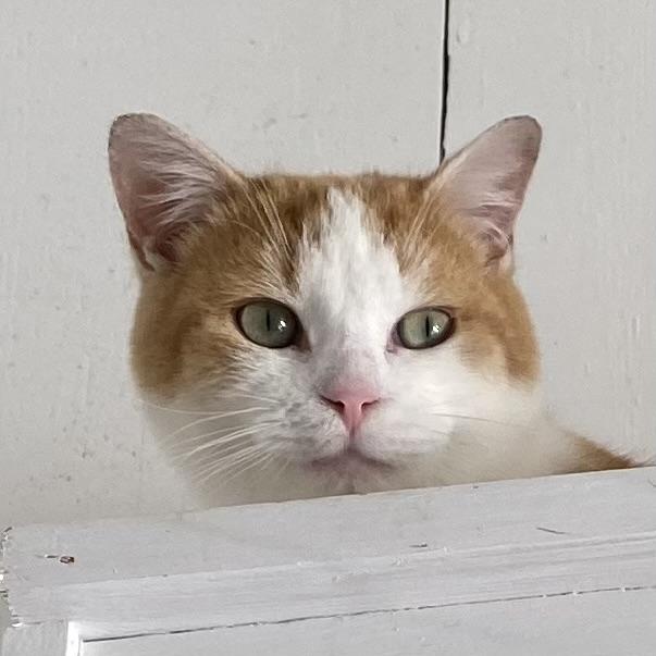 Frisbee, a ADOPTABLE Domestic Short Hair in Stanstead, QC image 1/5
