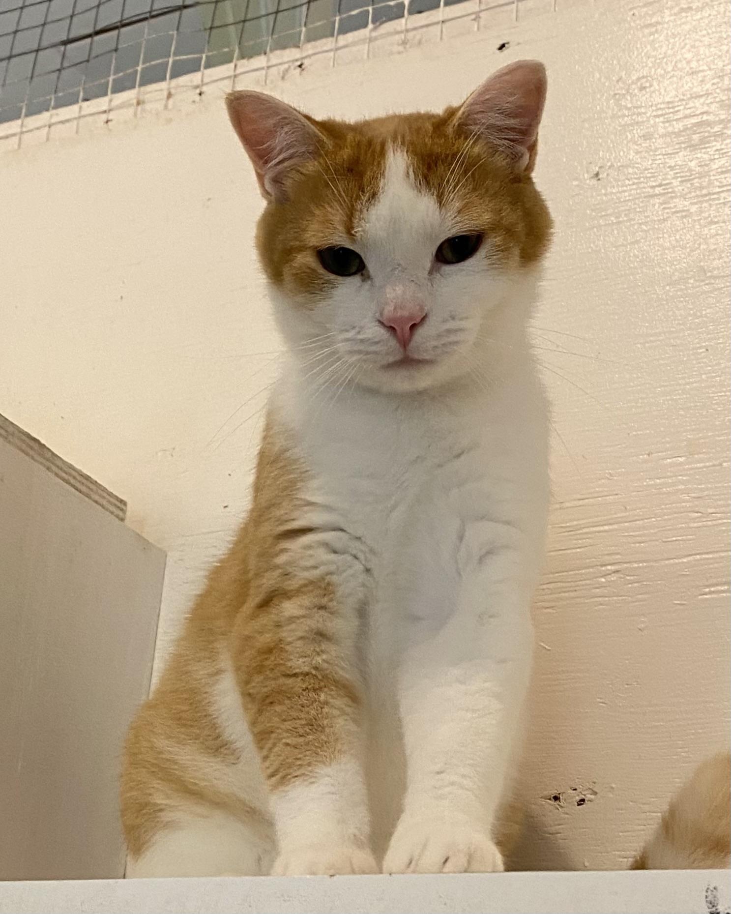 Frisbee, a ADOPTABLE Domestic Short Hair in Stanstead, QC image 3/5