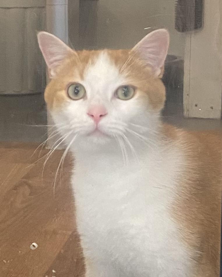 Frisbee, a ADOPTABLE Domestic Short Hair in Stanstead, QC image 2/5