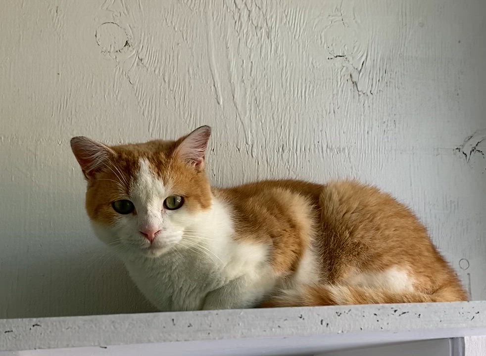 Enlarge Frisbee, a Adoptable Domestic Short Hair in Stanstead, QC video 6/6