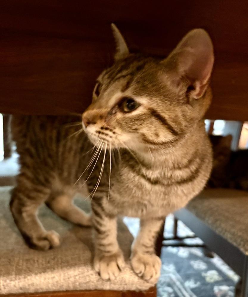 Nova, a Adoptable Domestic Short Hair in Lake Wylie, SC image 1/6