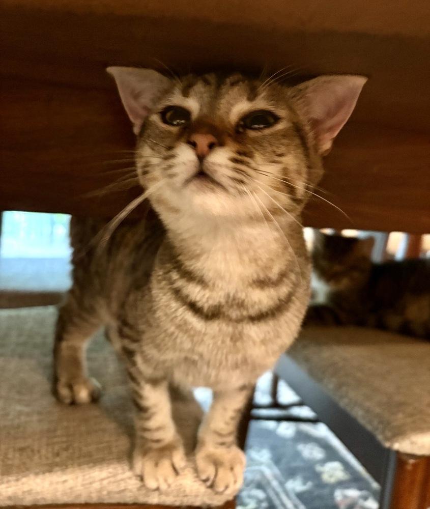 Nova, a Adoptable Domestic Short Hair in Lake Wylie, SC image 5/6