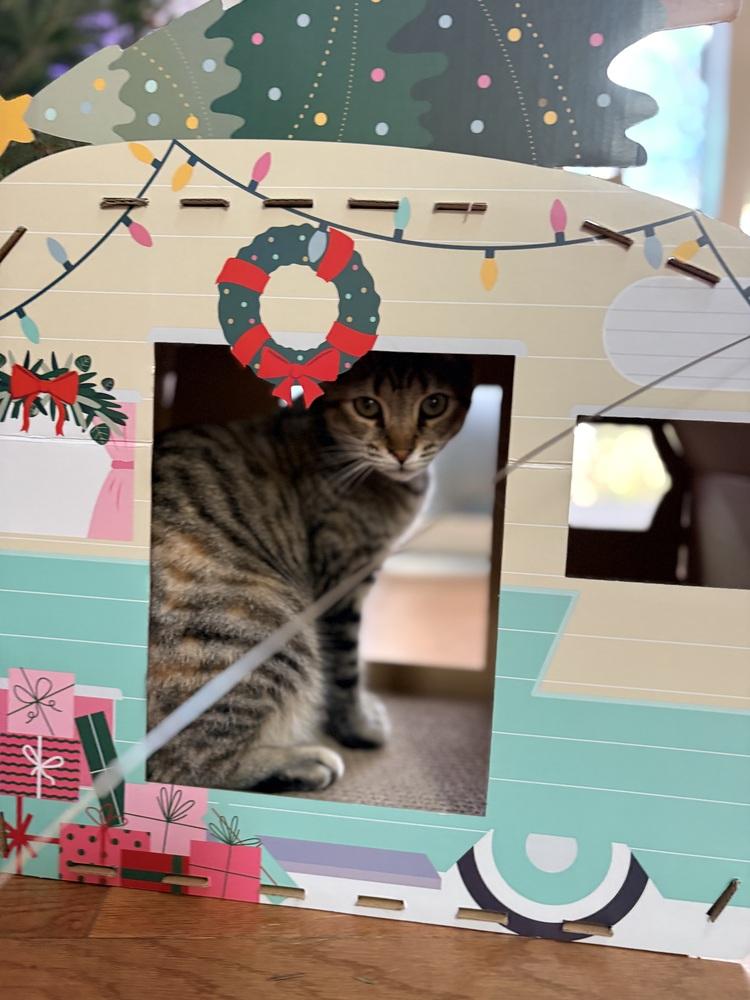 Nova, a Adoptable Domestic Short Hair in Lake Wylie, SC image 6/6