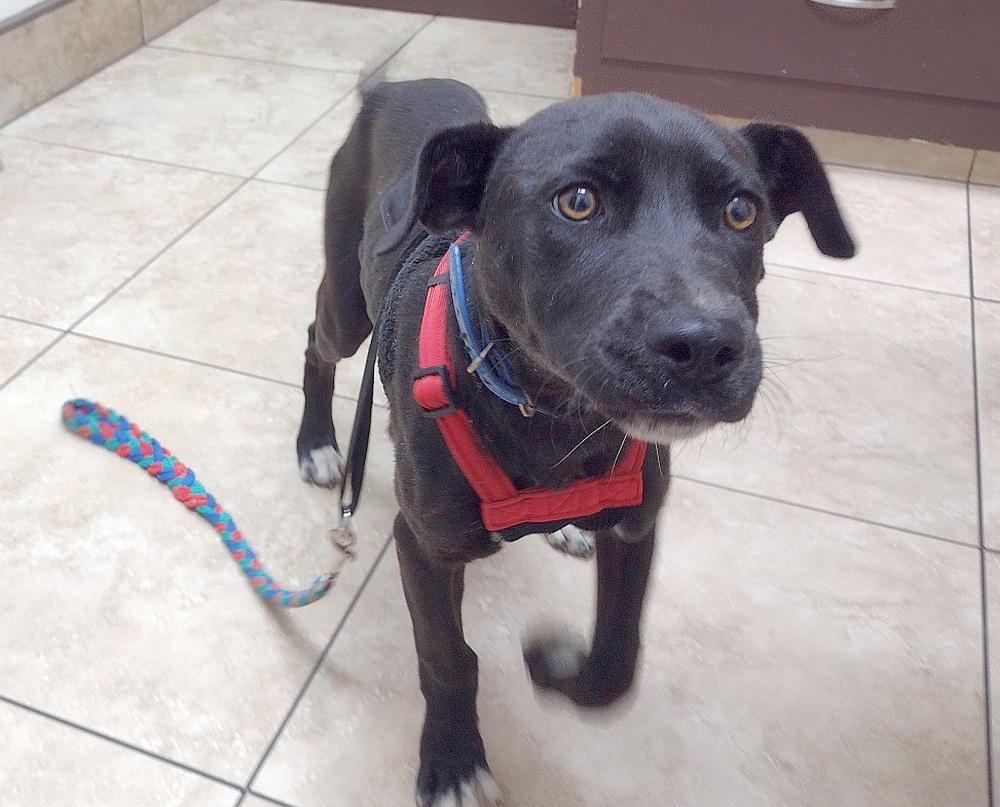 Enlarge Jelly Bean, a ADOPTABLE mixed breed in Camden, SC image 5/6