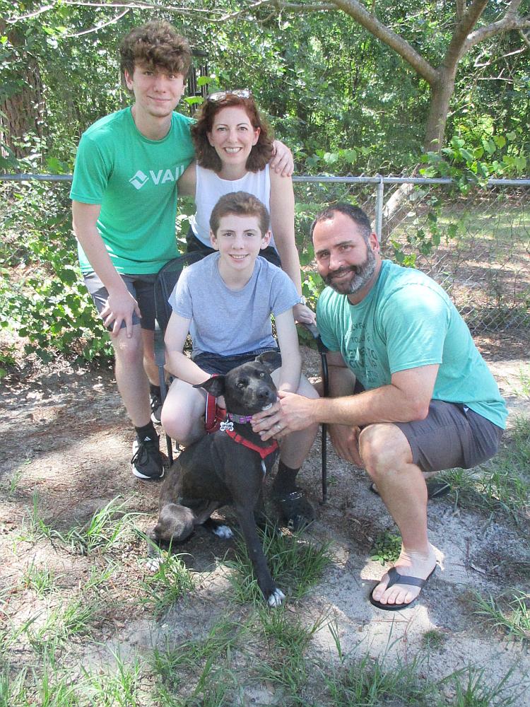Jelly Bean, adopted, Young Female Labrador Retriever & Staffordshire Bull Terrier.