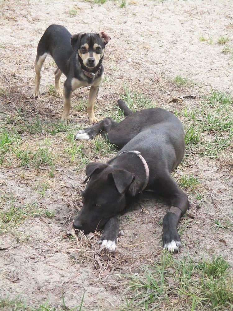 Enlarge Jelly Bean, a ADOPTABLE mixed breed in Camden, SC image 4/6