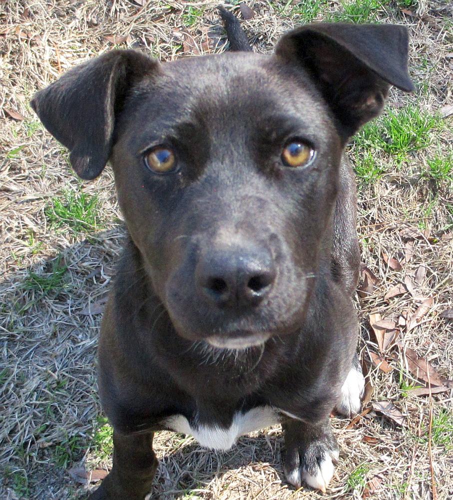 Jelly Bean, ADOPTABLE, Young Female Labrador Retriever & Staffordshire Bull Terrier.