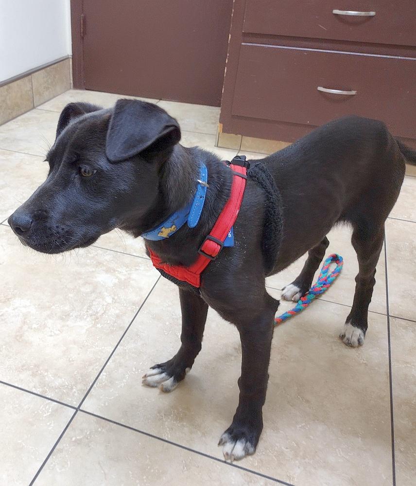 Enlarge Jelly Bean, a ADOPTABLE mixed breed in Camden, SC image 3/6