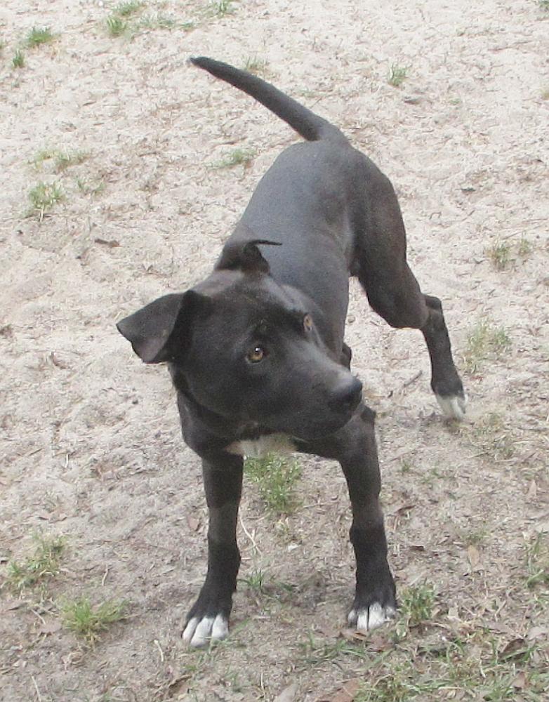 Enlarge Jelly Bean, a ADOPTABLE mixed breed in Camden, SC image 2/6