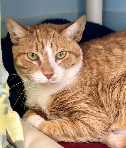 Junior 171-26, Adoptable, Adult Male Domestic Short Hair & Domestic Short Hair.