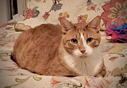 Enlarge Junior 171-26, a Adoptable mixed breed in Cumming, GA image 2/3