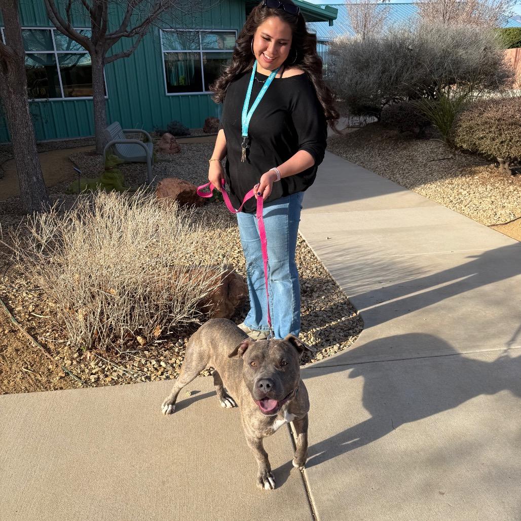 Enlarge Ned, a Adoptable Pit Bull Terrier in Albuquerque, NM image 1/6
