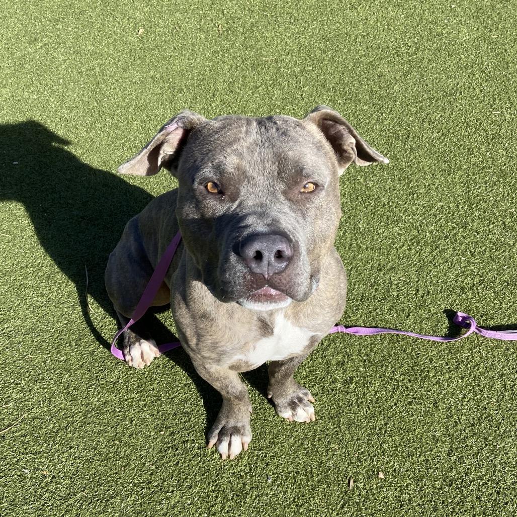 Enlarge Ned, a Adoptable Pit Bull Terrier in Albuquerque, NM image 2/6