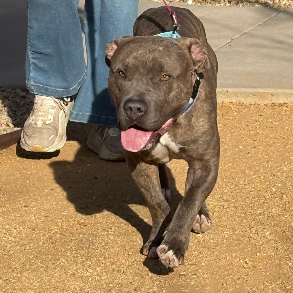 Enlarge Ned, a Adoptable Pit Bull Terrier in Albuquerque, NM image 3/6