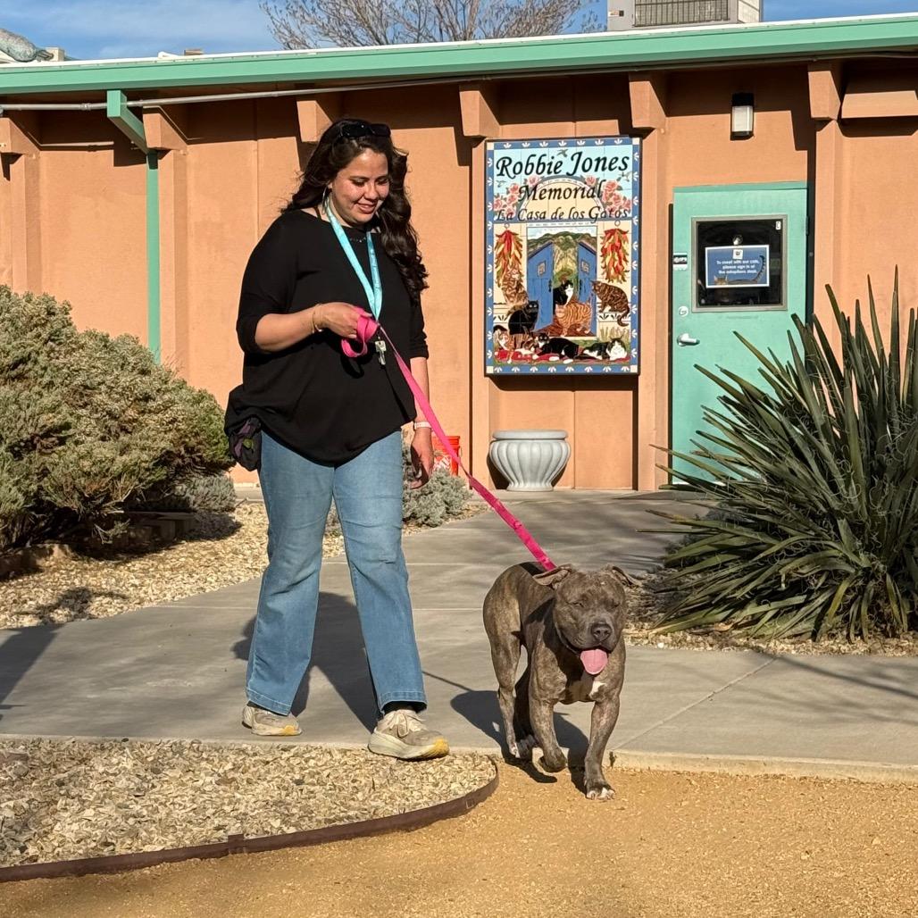 Enlarge Ned, a Adoptable Pit Bull Terrier in Albuquerque, NM image 4/6
