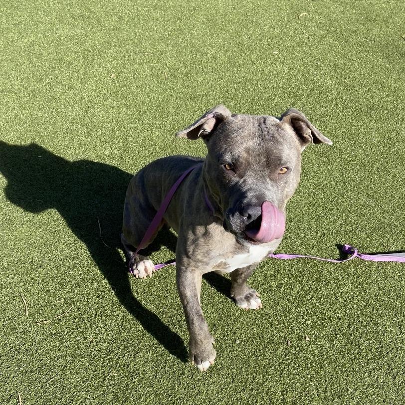 Enlarge Ned, a Adoptable Pit Bull Terrier in Albuquerque, NM image 5/6