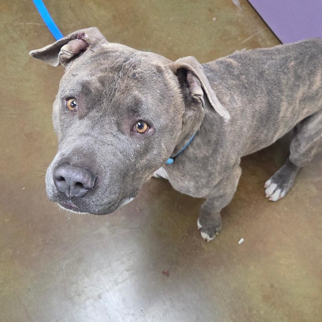 Enlarge Ned, a Adoptable Pit Bull Terrier in Albuquerque, NM image 6/6