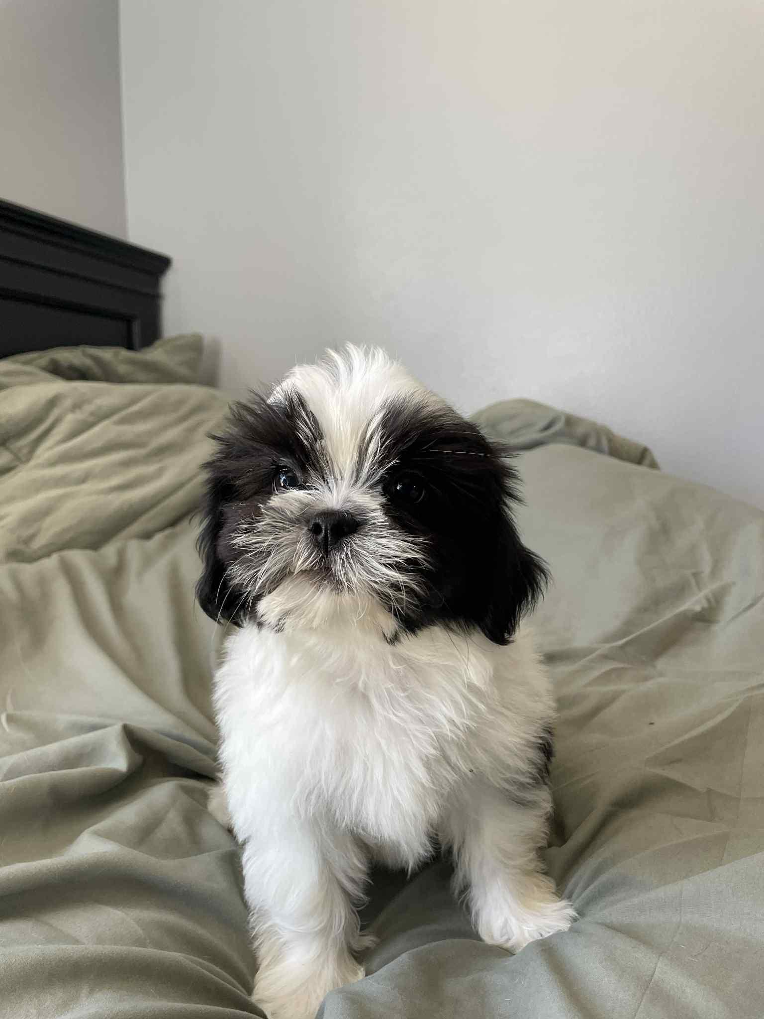 Mitzi