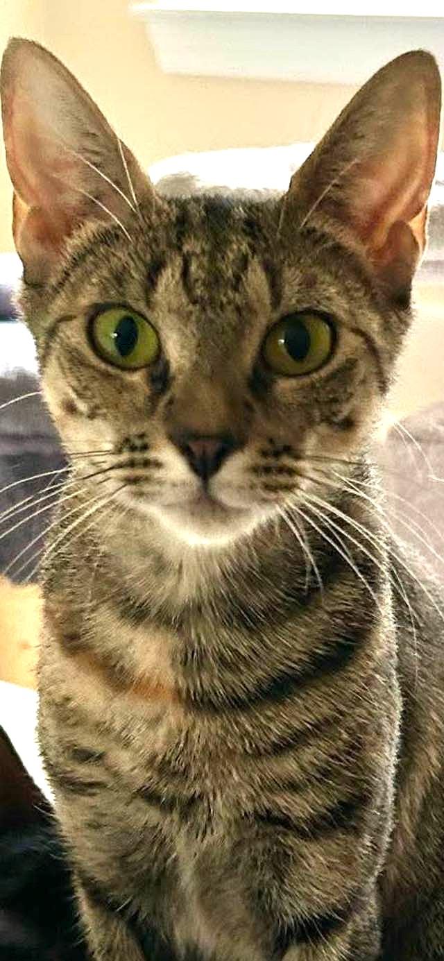 Enlarge Laney, a Adoptable Domestic Short Hair image 2/2