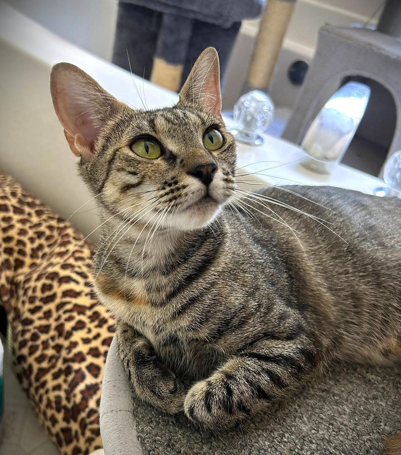 Laney, Adoptable, Young Female Domestic Short Hair.