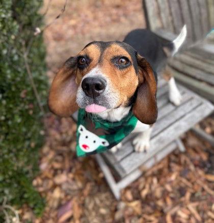Enlarge Mike, a Adoptable Beagle in Midland, VA image 1/1