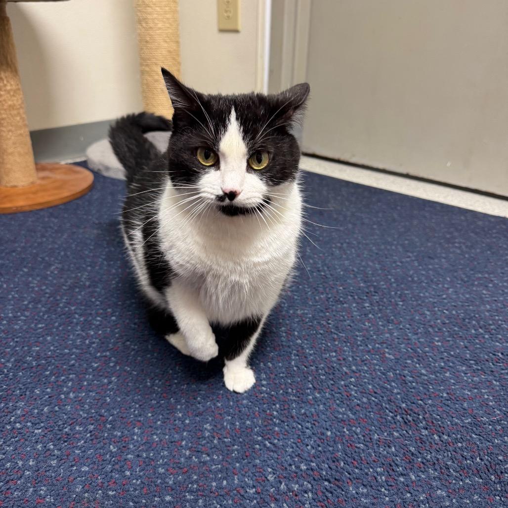 Akyra, a Adoptable American Shorthair in Sullivan, IL image 1/3